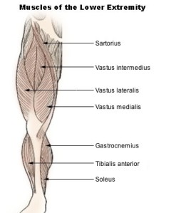 Illu_lower_extremity_muscles